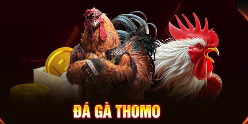 Đá Gà Thomo Trực Tiếp SHBET - Hướng Dẫn Chơi  Quy Tắc Cơ Bản